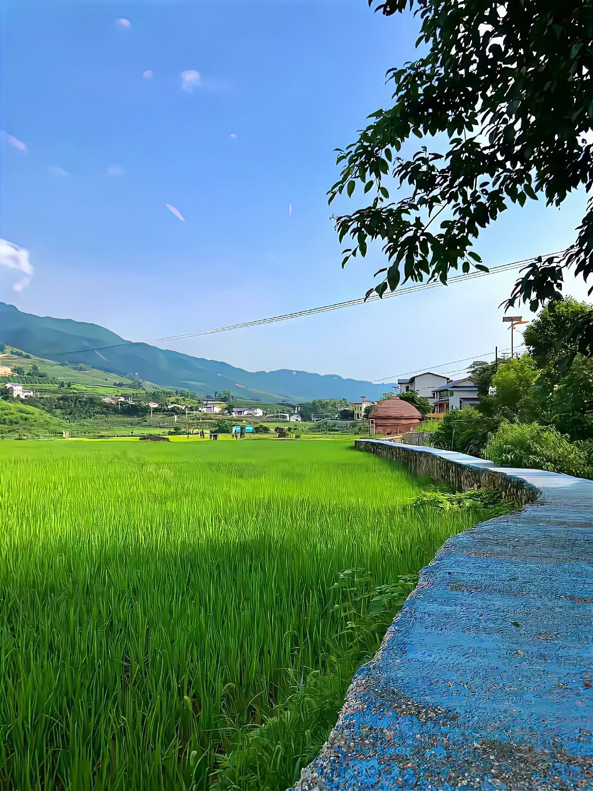 那不勒斯vs佛罗伦萨分析